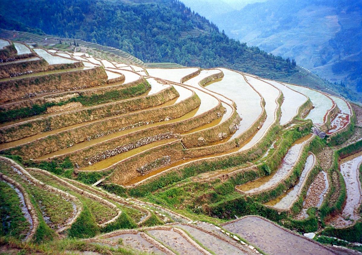 Rýžová pole v Číně - Longsheng