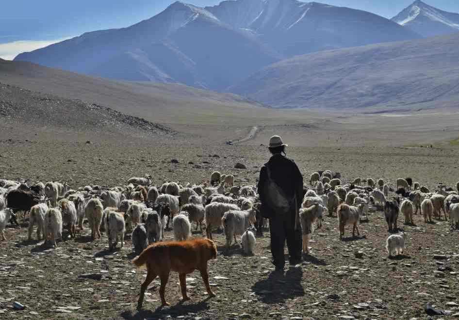Nomád vede kozy na pastvu. (Foto: Johana Krajčírová)