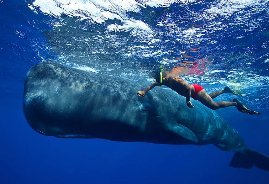 Potápění s velrybami na Azorských ostrovech
