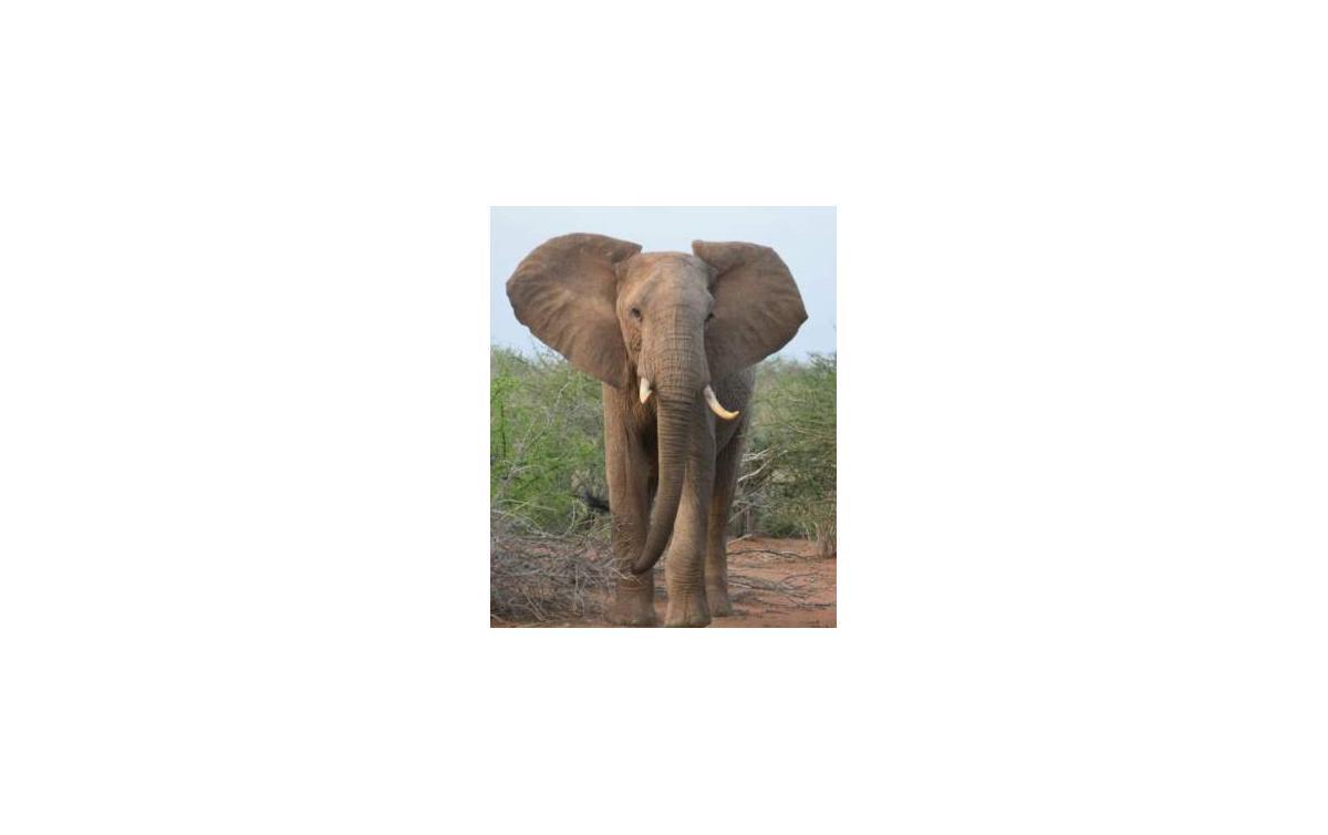 Slon na safari z blízka