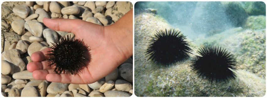 Mořský ježek v moři v Chorvatsku jak postupovat ošetření